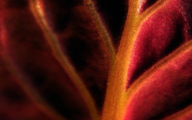 Fioletowy liść